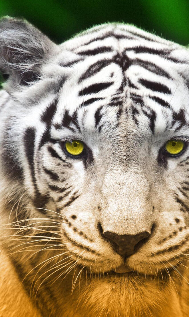 yellow eyes tiger