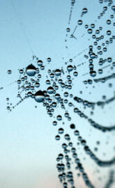 Drops art