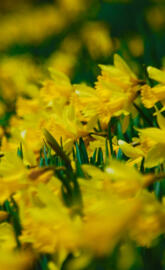 Yellow Daffodils