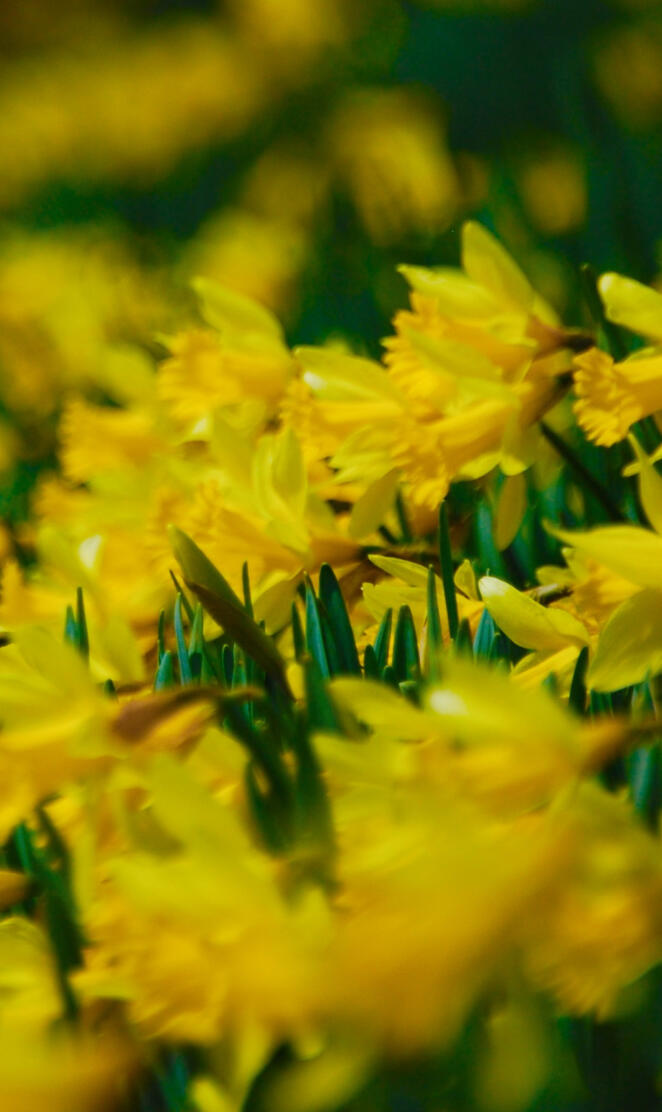 Yellow Daffodils