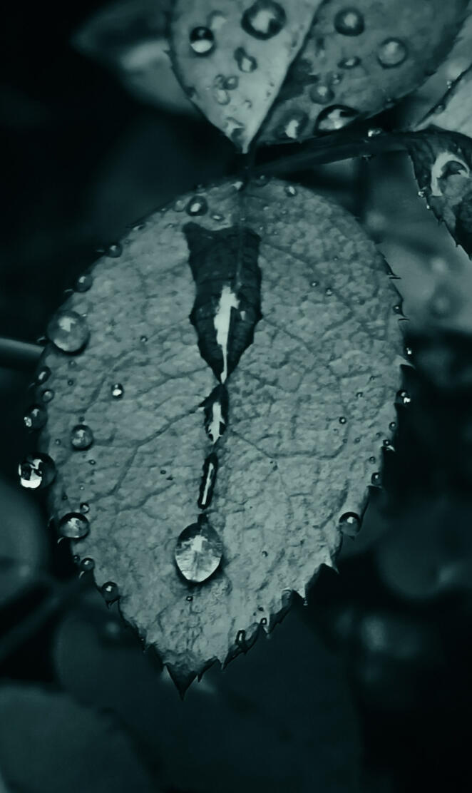  Water drops