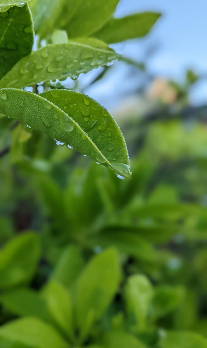 Morning dew