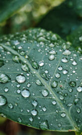 Nature Water droplets