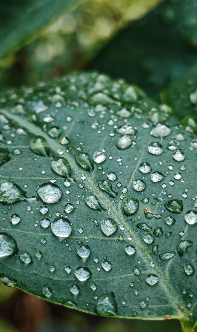 Nature Water droplets