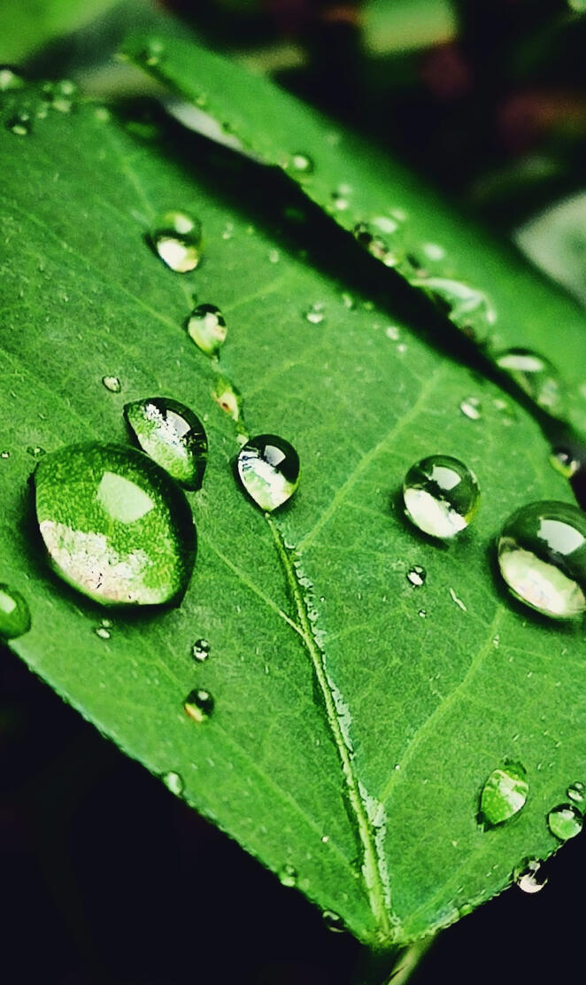 Water Droplets
