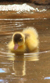 Como pato en el agua