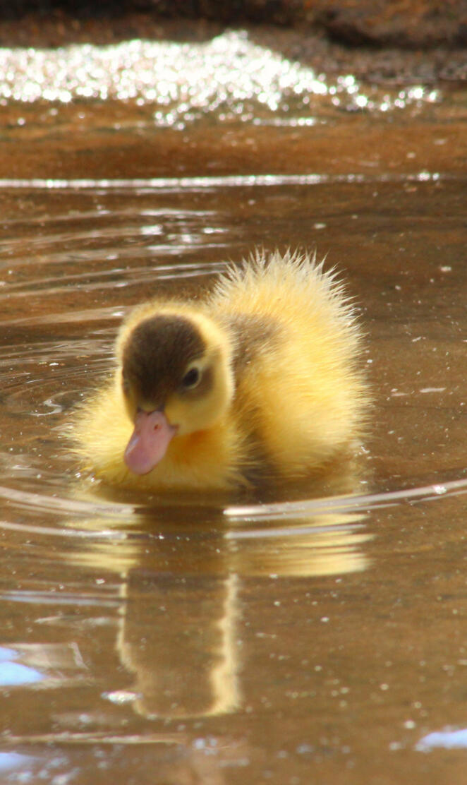 Como pato en el agua