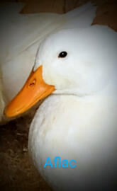 Aflac