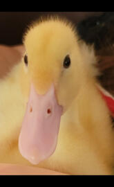 Aflac Duck Baby