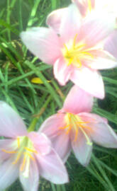 Pink Lily