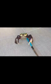 Crab With A Knife