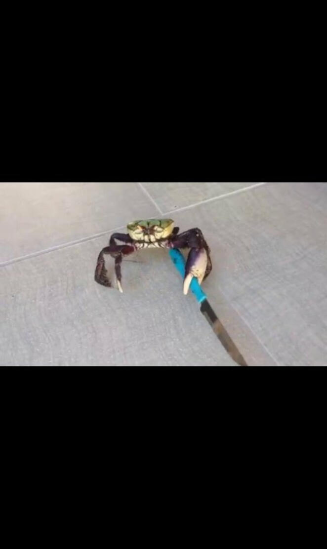 Crab With A Knife