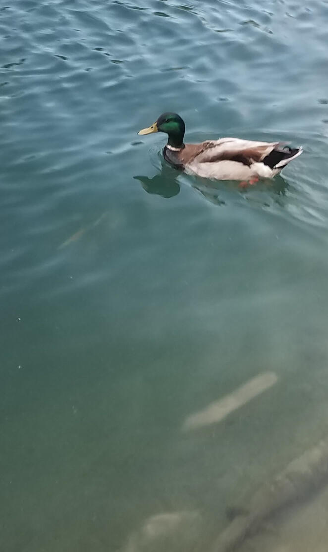 Duck