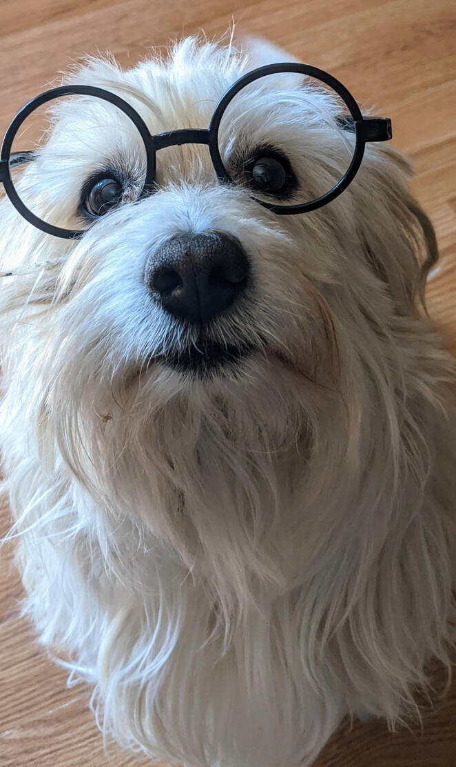 Puppy Potter