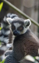 Ring tailed lemur