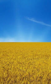 Ukraine flag 