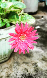 Sunflower pink