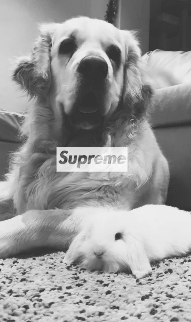 Supreme box logo