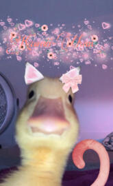 Kawaii Chan ducky