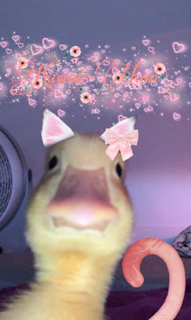 Kawaii Chan ducky