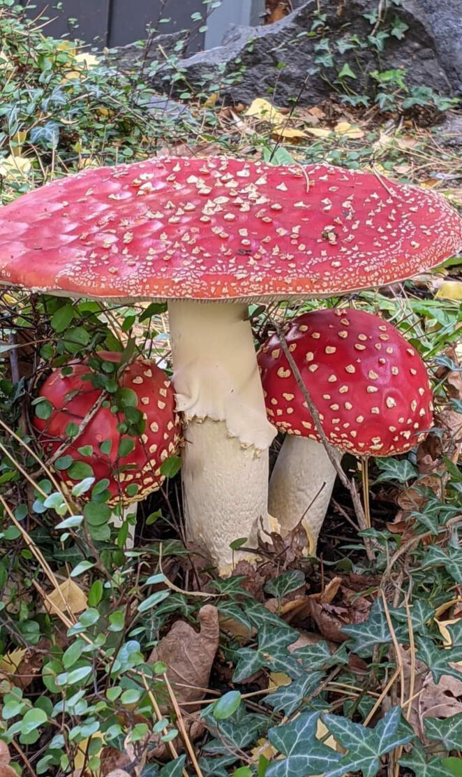 Amanita Muscaria 