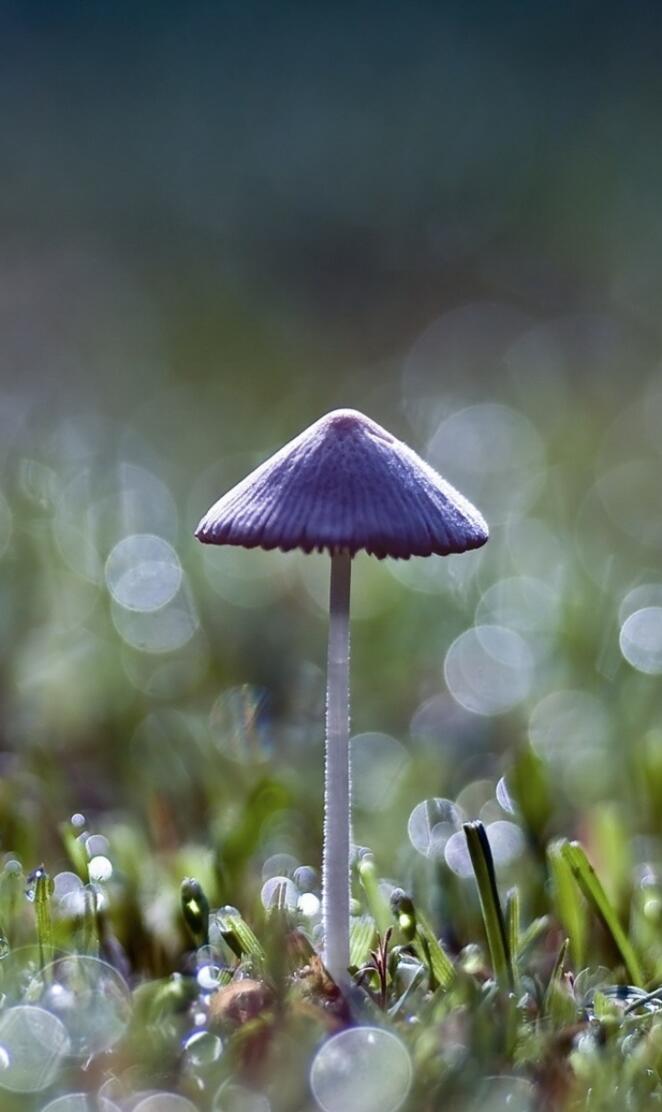 Mushroom