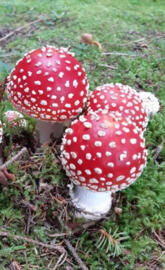 Amanita muscaria