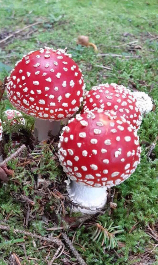 Amanita muscaria