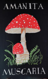 AMANITA MUSCARIA 