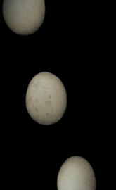Dark Egg