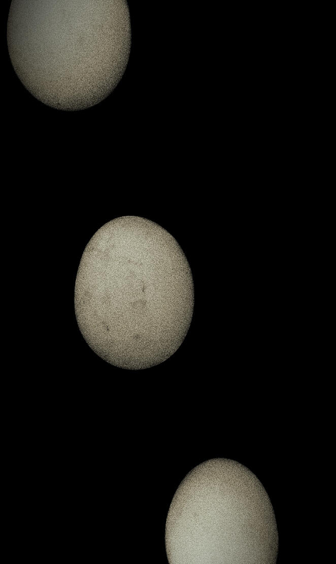 Dark Egg