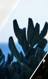 Black and White Bush