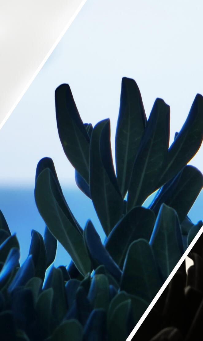 Black and White Bush