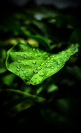 rainy leafs