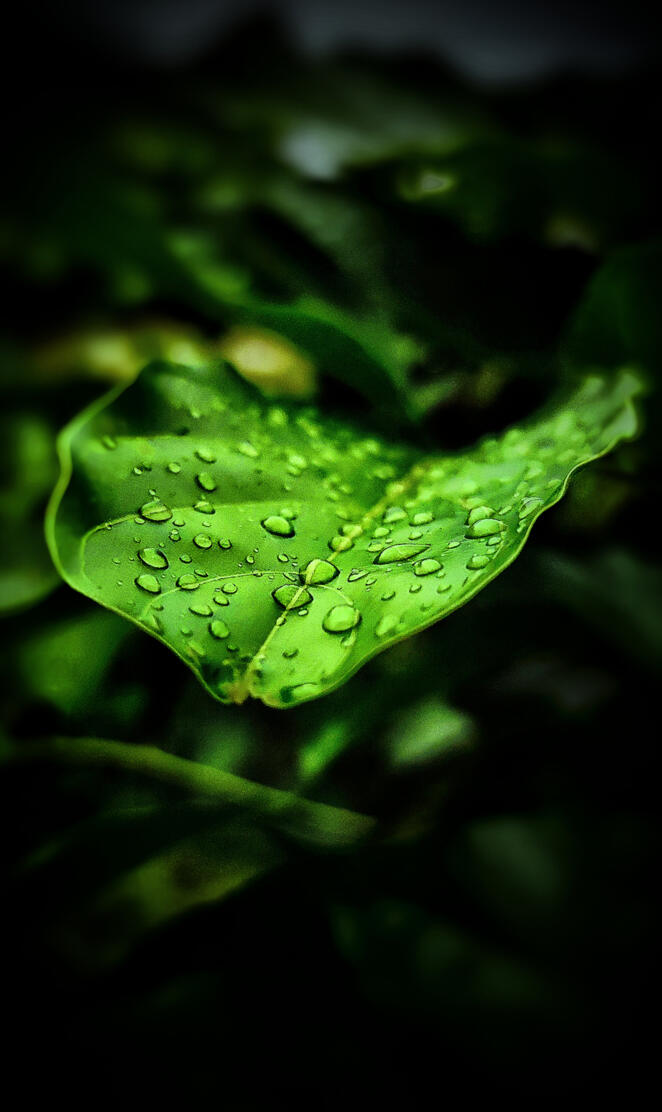 rainy leafs
