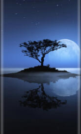 tree moon