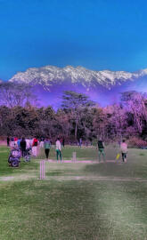 Himachal Cricket 