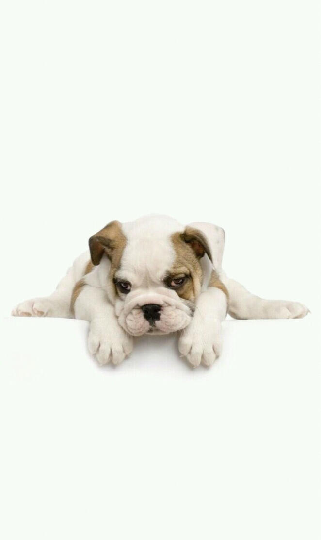 Bulldog fondo blanco