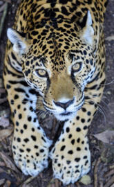 Leopardo