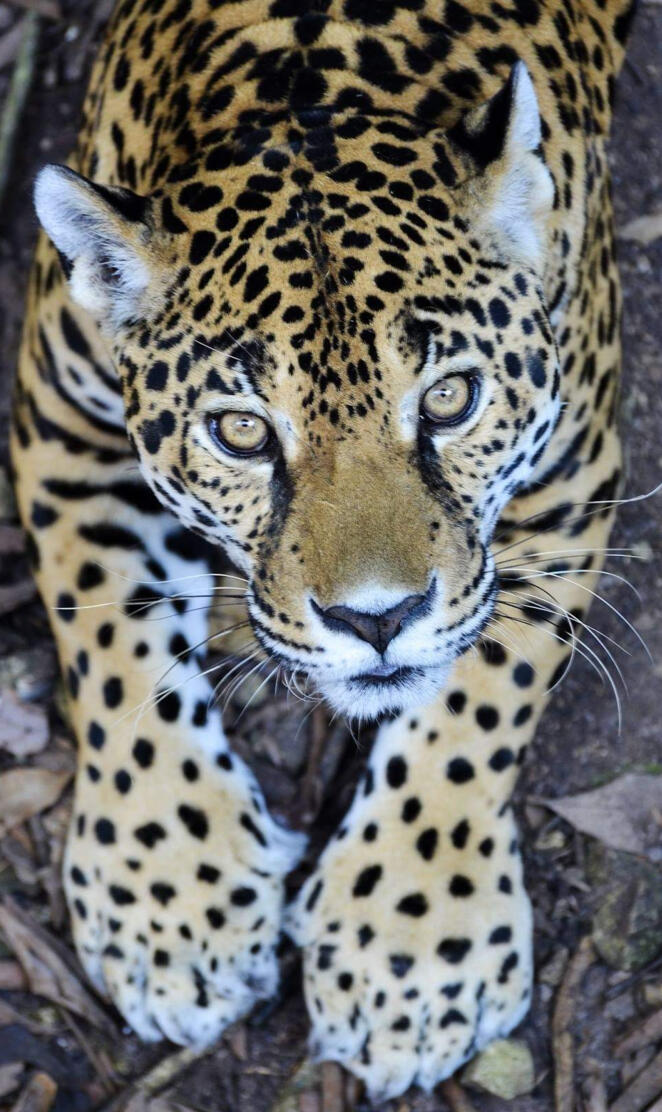 Leopardo