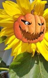 Halloween Sunflower