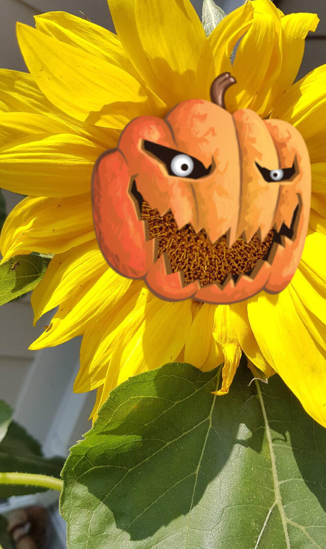 Halloween Sunflower