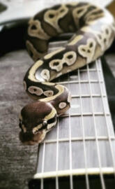 Guitar Python