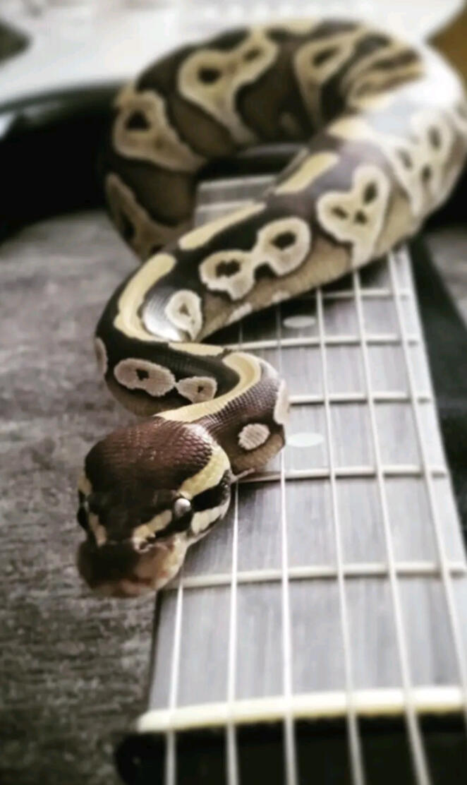 Guitar Python