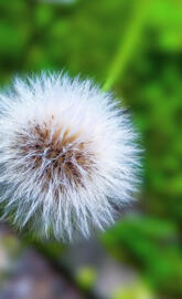 2k full HD dandelion