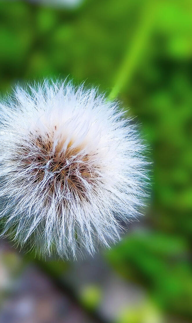 2k full HD dandelion