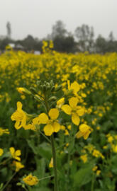 Mustard flowers