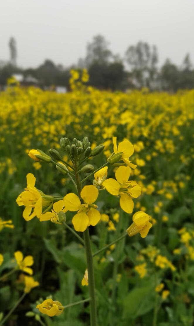 Mustard flowers