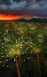 Paepalanthus Flowers