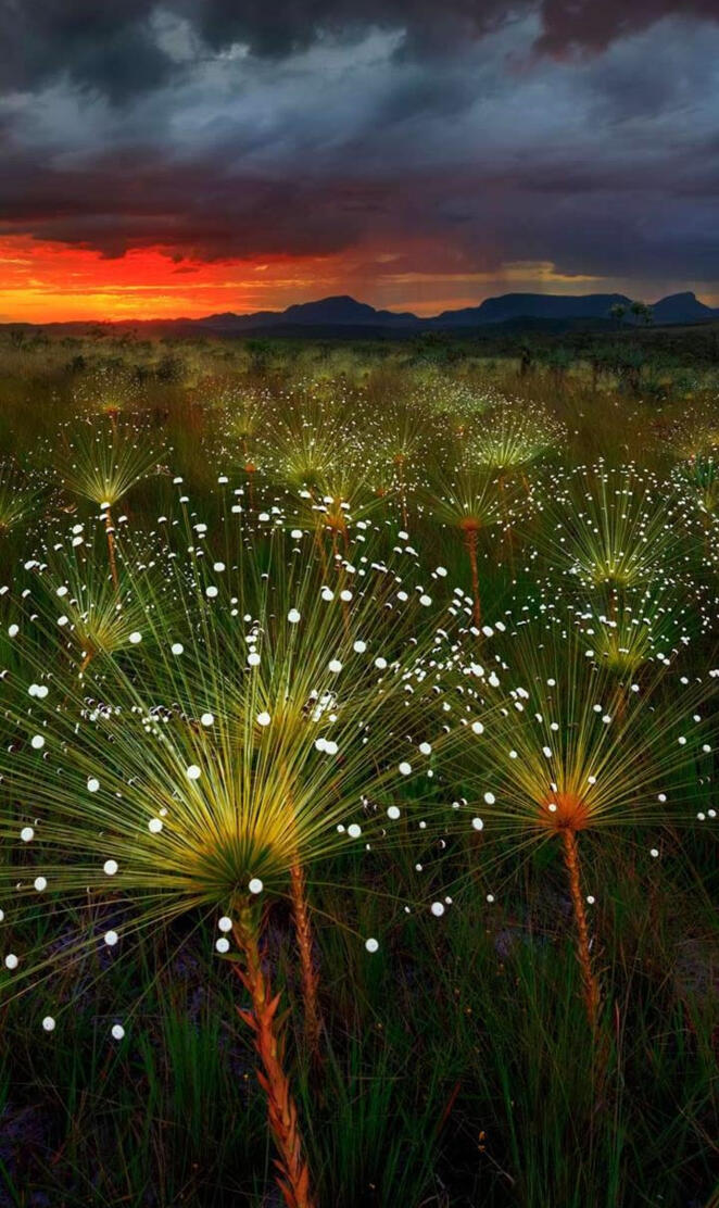 Paepalanthus Flowers